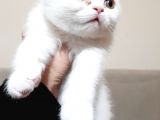 British shorthair teslima hazır yavrular