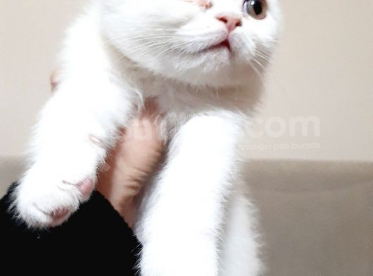 British Shorthair Teslima Hazır Yavrular