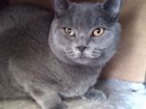 Ayı Surat Irk Garantili Erkek British Shorthair