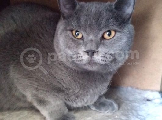 Ayı Surat Irk Garantili Erkek British Shorthair görsel