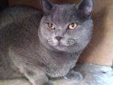 Ayı Surat Irk Garantili Erkek British Shorthair