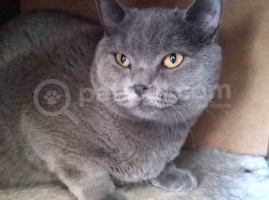 Ayı Surat Irk Garantili Erkek British Shorthair görsel