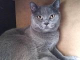 Ayı Surat Irk Garantili Erkek British Shorthair