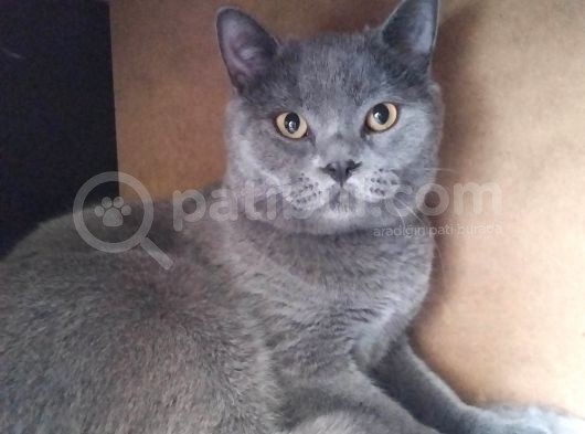 Ayı Surat Irk Garantili Erkek British Shorthair görsel