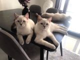 British Shorthair Silverpoint Ns11 4,5 Aylık Kedi