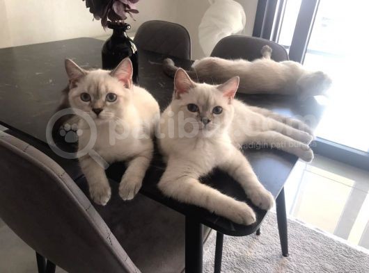 British Shorthair Silverpoint Ns11 4,5 Aylık Kedi görsel