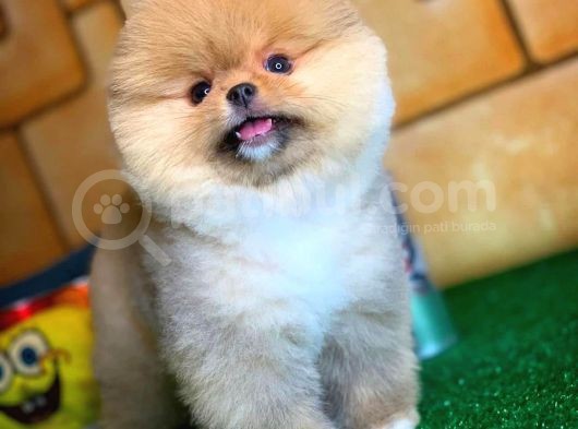 Sevimli Sempatik Pomeranian Boo Oğlumuz Hugo görsel