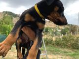 Saf Kan Avrupa Doberman Yavruları