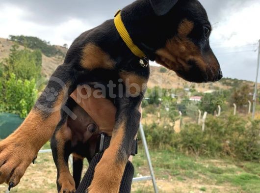 Saf Kan Avrupa Doberman Yavruları görsel