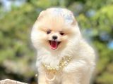 Ayıcık Surat Boo Pomeranian Yavrular