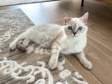 British Shorthair Silverpoint Ns11 4,5 Aylık Kedi
