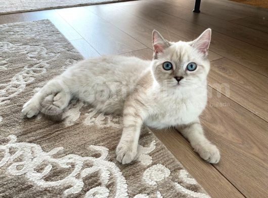 British Shorthair Silverpoint Ns11 4,5 Aylık Kedi görsel