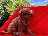 Red Brown Toy Poodle Yavrular