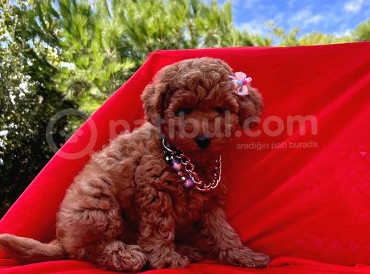 Red Brown Toy Poodle Yavrular görsel