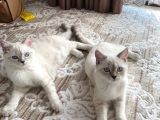 British Shorthair Silverpoint Ns11 4,5 Aylık Kedi