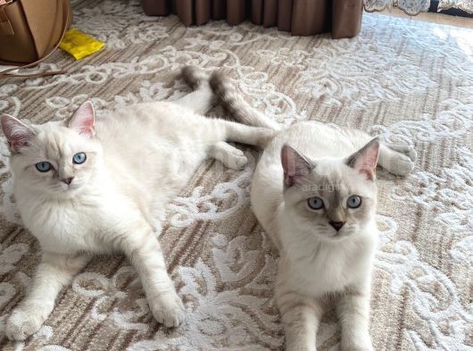 British Shorthair Silverpoint Ns11 4,5 Aylık Kedi görsel