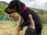 Saf Kan Avrupa Doberman Yavruları