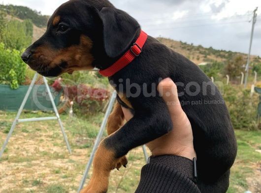 Saf Kan Avrupa Doberman Yavruları
