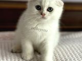 Silver shaded scottish fold erkek yavru (Anne baba secereli)