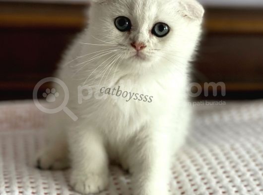 Silver Shaded Scottish Fold Erkek Yavru (Anne Baba Secereli)