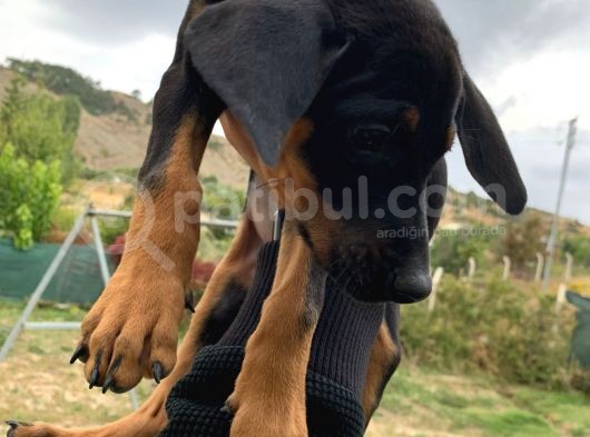 Saf Kan Avrupa Doberman Yavruları görsel