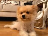 Pomeranian Boo Surat