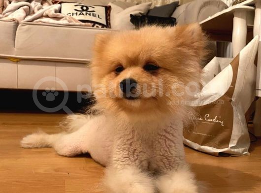 Pomeranian Boo Surat görsel