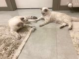 British Shorthair Silverpoint Ns11 4,5 Aylık Kedi
