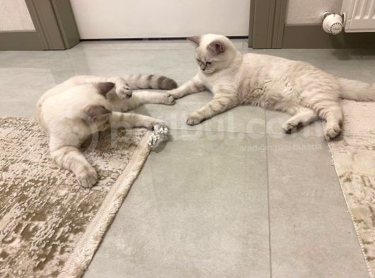 British Shorthair Silverpoint Ns11 4,5 Aylık Kedi görsel