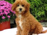 Mi̇nyatür Labradoodle Yavrularimiz Si̇zlerle