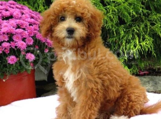 Mi̇nyatür Labradoodle Yavrularimiz Si̇zlerle görsel