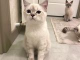 British Shorthair Silverpoint Ns11 4,5 Aylık Kedi
