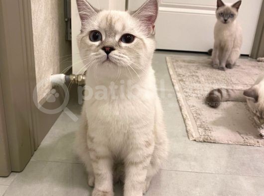 British Shorthair Silverpoint Ns11 4,5 Aylık Kedi görsel