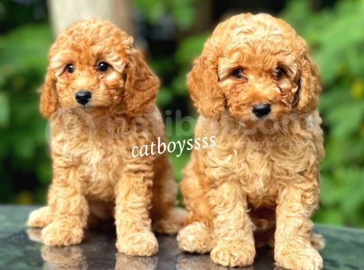 Apricot Toy Poodle Kardeşler (Dişi,Erkek) görsel
