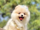 Ayıcık Surat Boo Pomeranian Yavrular