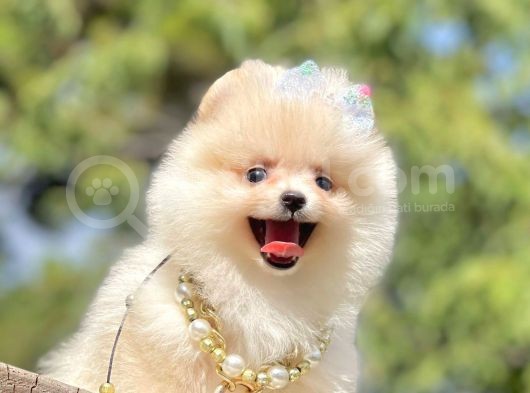 Ayıcık Surat Boo Pomeranian Yavrular