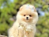 Ayıcık Surat Boo Pomeranian Yavrular