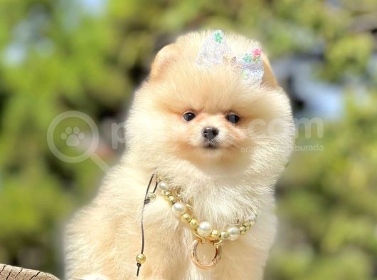 Ayıcık Surat Boo Pomeranian Yavrular görsel