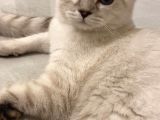 British Shorthair Silverpoint Ns11 4,5 Aylık Kedi