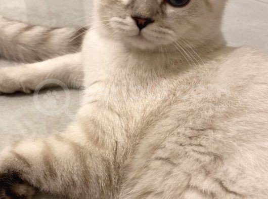 British Shorthair Silverpoint Ns11 4,5 Aylık Kedi görsel