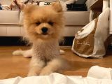 Pomeranian Boo Surat