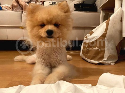 Pomeranian Boo Surat görsel