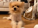 Pomeranian Boo Surat