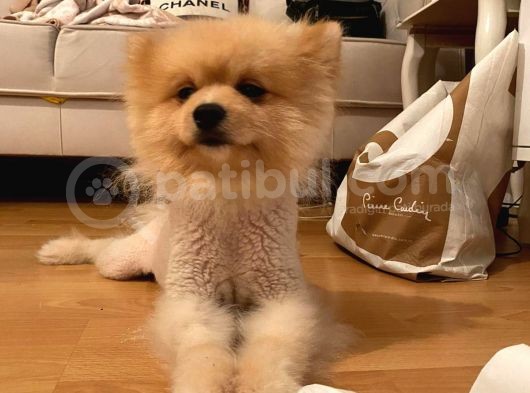 Pomeranian Boo Surat görsel