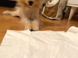 Pomeranian Boo Surat