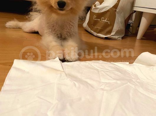 Pomeranian Boo Surat görsel