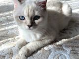 British Shorthair Silverpoint Ns11 4,5 Aylık Kedi