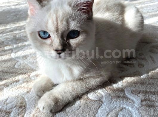 British Shorthair Silverpoint Ns11 4,5 Aylık Kedi