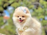 Ayıcık Surat Boo Pomeranian Yavrular