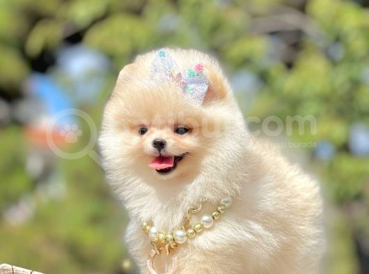 Ayıcık Surat Boo Pomeranian Yavrular görsel